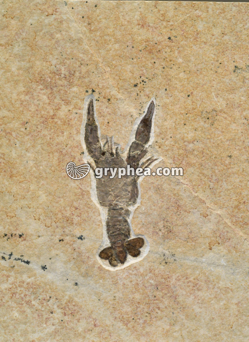 Ecrevisse fossile - gryphea.org